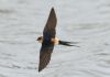Red-rumped Swallow at Gunners Park (Steve Arlow) (202694 bytes)